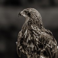 Коршун :: SanSan 