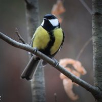 Фотосессия продолжается. :: Любовь Сахарова