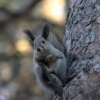 Высоко сижу... :: Любовь Сахарова