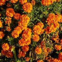 Осенние :: Анатолий Чикчирный