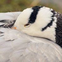 Подглядывает. :: Татьяна Помогалова