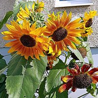 Цветы. :: Владимир Драгунский Цветы. :: Владимир Драгунский