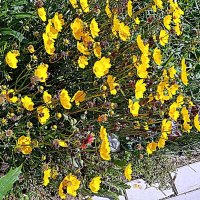 Цветы. :: Владимир Драгунский Цветы. :: Владимир Драгунский