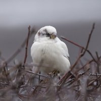 из жизни воробьев.белый воробей. :: юрий макаров