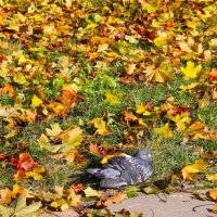ОДИНОКИЙ ГОЛУБЬ СРЕДИ ЖЕЛТЫХ ОПАВШИХ ЛИСТЬЕВ :: Валентина 
