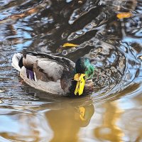 * :: Svetlana Galvez