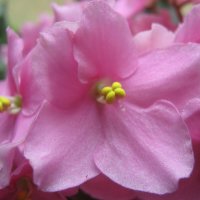 Нежность :: Елена Семигина