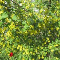 был апрель :: Елена Шаламова