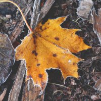 *** :: Елена Kазак (selena1965)