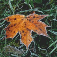 *** :: Елена Kазак (selena1965)