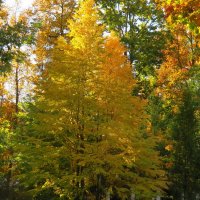 ЗОЛОТЫЕ КРАСКИ ОКТЯБРЯ :: rimgis 