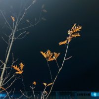 Осень. :: Владимир Безбородов