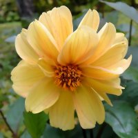 Осеннее солнышко :: Ольга Довженко Осеннее солнышко :: Ольга Довженко