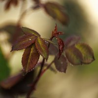 В капельках :: Светлана Тихонина