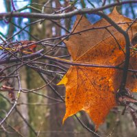 Осень... :: Станислав Мутовин