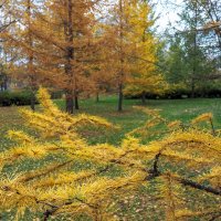 Осенний Сюжет :: юрий поляков