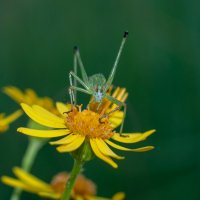 Глазастый :: Владимир Иванович