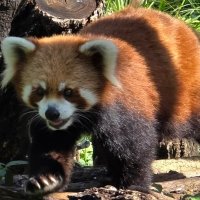 Красная панда (Малая панда) :: Николай 