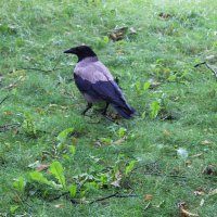 Серая ворона :: Любовь ***