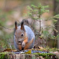 * :: Александр Зуев