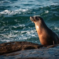 МОРСКОЙ КОТИК НА ПОБЕРЕЖЬЕ ЛАХОЙЯ (США) :: Александр 