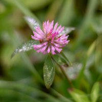 Клевер :: Сергей Зонов Клевер :: Сергей Зонов