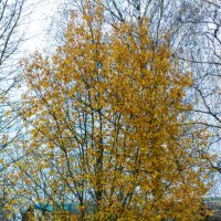 Дерево :: Сергей Зонов