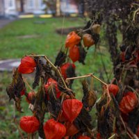 Прекрасны увядания приметы :: Дмитрий Костоусов