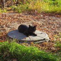 Успеть поймать последнее тепло :: Дмитрий Костоусов