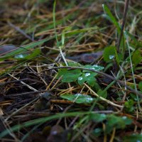 Пока ещё вода не стала льдом :: Дмитрий Костоусов