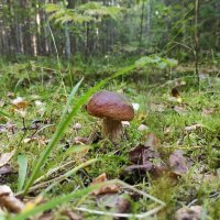 Грибная тема :: Игорь Ч.