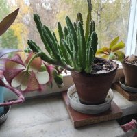 Цветок раскрылся :: Игорь Ч.