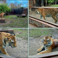 В ростовском зоопарке :: Нина Бутко