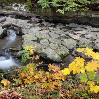 Ходит осень в нашем парке, Дарит осень всем подарки: :: "The Natural World" Александер