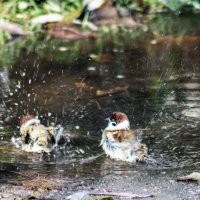 Не брызжи :: sorovey Sol