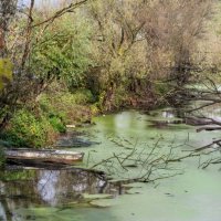 Пруд в Дединово :: sorovey Sol