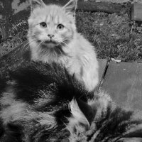 очень грустно без домашнего тепла. :: Любовь очень грустно без домашнего тепла. :: Любовь