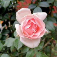 Розы в октябре :: Мария Васильева