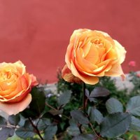 Розы в октябре :: Мария Васильева