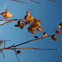 Осень 23 :: Алексей Кузнецов