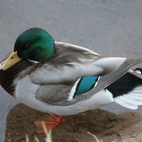 *** :: Наталья Герасимова