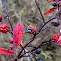 сюжеты октября  8 :: Александр Прокудин