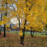 Остатки Золотой осени :: Андрей Лукьянов