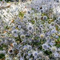 Синеголовники :: Veera V Синеголовники :: Veera V