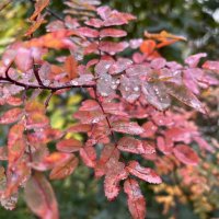 ***следы дождя*** :: Olga Oskolkova