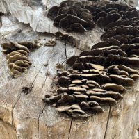 Загадка Природы :: Olga Oskolkova