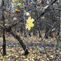 К- клён) :: Любовь 