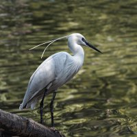 Цапля :: SanSan 