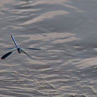 Красотка девушка в полёте :: Любовь Сахарова