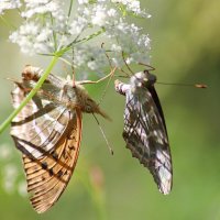 Шашечницы на рандеву :: Любовь Сахарова